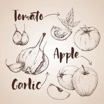 Vector handdrawn vegetables set in the style of engraving. Stock Illustration