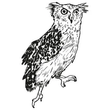 Vector handpicked hand-drawn ilustration with Owl Stock Illustration