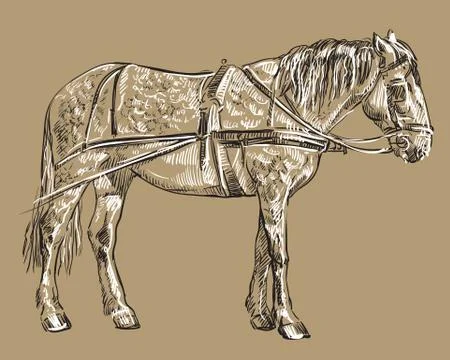 Vector harness horse Stock Illustration