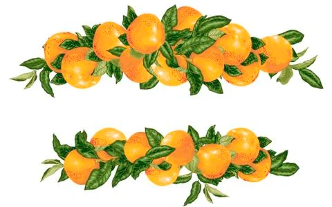 Vector headline decor elementwith grapefruit citrus branches Stock Illustration
