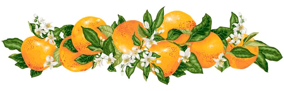 Vector headline decor elementwith grapefruit citrus branches Stock-Illustration
