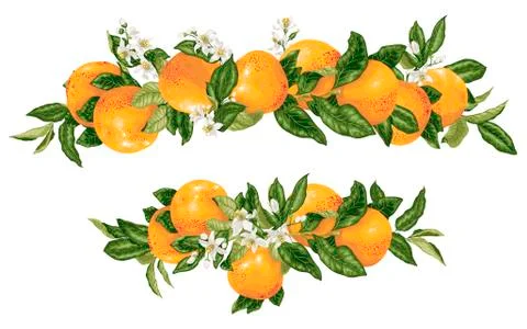 Vector headline decor elementwith grapefruit citrus branches Stock Illustration