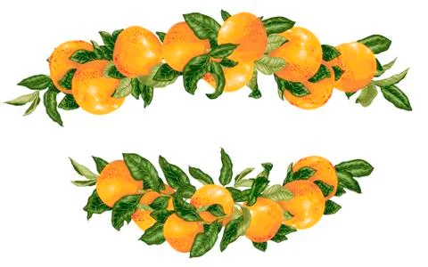 Vector headline decor elementwith grapefruit citrus branches Stock Illustration