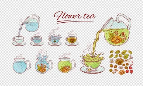 Vector herbal flowers tea constructor brew process. Make and pour in transparent Stock Illustration