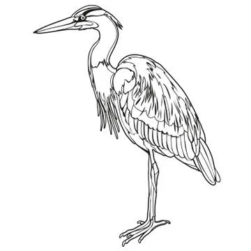 Vector heron Stock Illustration