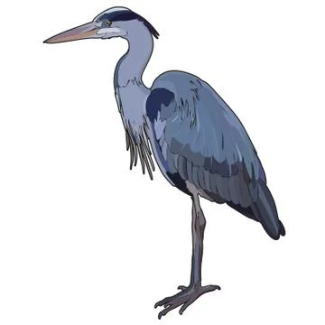 Vector heron Stock Illustration
