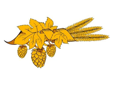 Vector hops branch with wheat vector illustration Stock Illustration