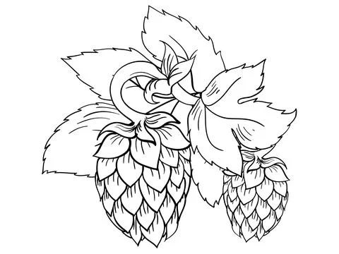 Vector hops with leaves Stock Illustration