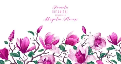 Vector horizontal border with pink magnolia Stock Illustration