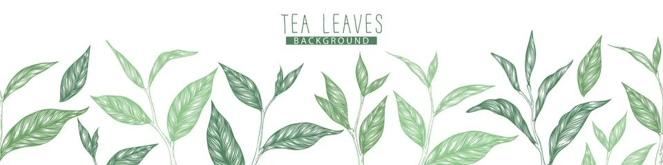 Vector horizontal seamless pattern with green hand drawn tea leaves and branc Stock Illustration