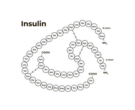 Vector hormones minimalistic banner template. Insulin structure Stock Illustration