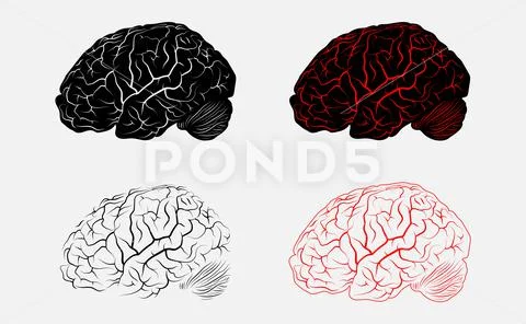 Vector human brain set. Anatomy and science, medicine and head ...