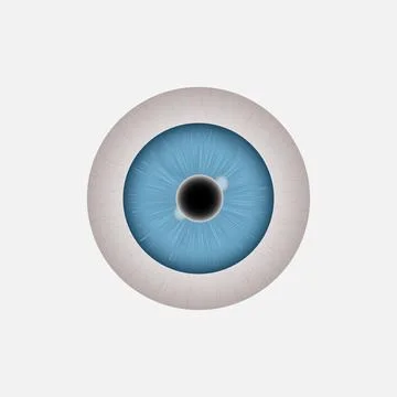 Vector human eyeball. Stock Illustration