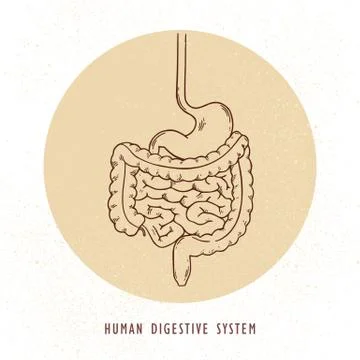 Vector human hand-drawn digestive system illustration. Stock Illustration