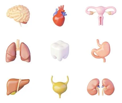 Vector human internal organs icons Stock Illustration