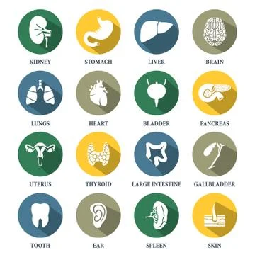 Vector human organs icons set Stock Illustration