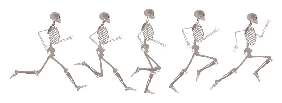 Vector human skeleton in motion and runnning set Stock Illustration