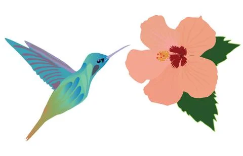 Vector hummingbird flower Stock Illustration