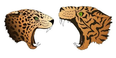Vector hungry leopard and tiger want to eat predator heads colorful isolated Stock Illustration