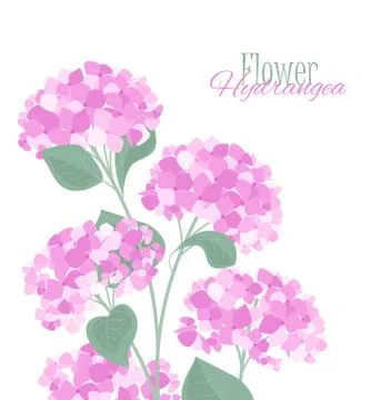 Vector hydrangea flower Stock Illustration