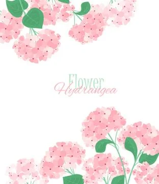 Vector hydrangea flower Stock Illustration