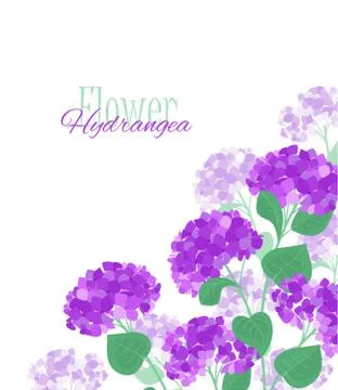 Vector hydrangea flower Stock Illustration