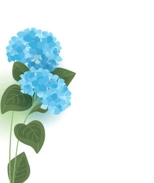 Vector hydrangea flower Stock Illustration