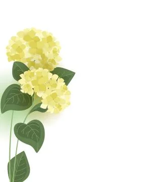 Vector hydrangea flower Stock Illustration