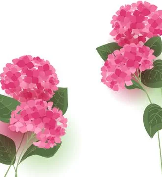 Vector hydrangea flower Stock Illustration