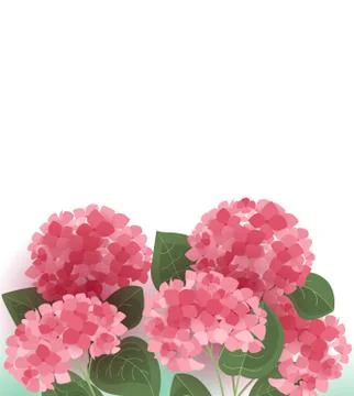 Vector hydrangea flower Stock Illustration