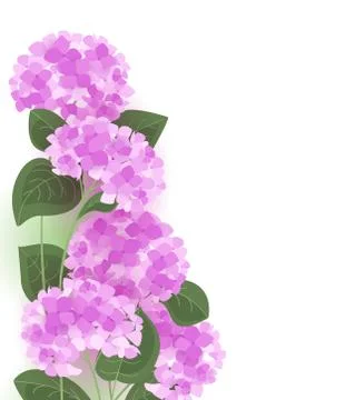 Vector hydrangea flower Stock Illustration