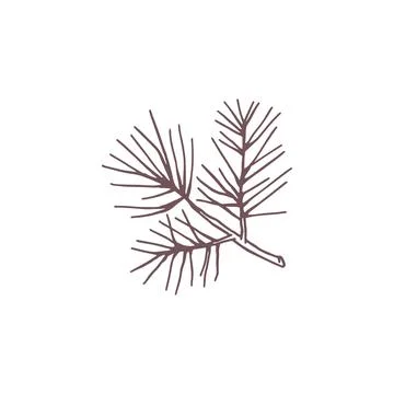 Vector icon of a coniferous tree twig with needles on a white background イラスト素材