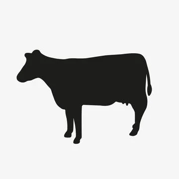 Vector icon of cow isolated on white background. Stock Illustration