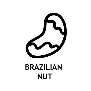 Vector icon of editabl line brazilian nut Stock Illustration