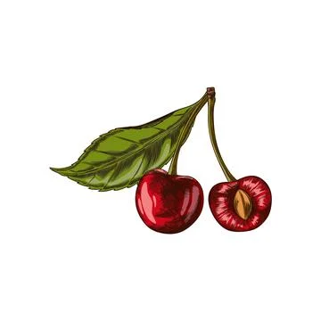 Vector icon with red cherry berries, whole and half with a stone and a leaf.  Stock Illustration