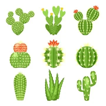 Vector icon set of colored cactus and succulent Stock Illustration
