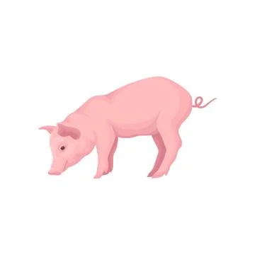 Vector icon of stranding pink pig isolated on white background. Farm animal with Stock Illustration