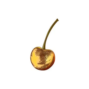 Vector icon with a yellow cherry berry on a twig on a white background. イラスト素材