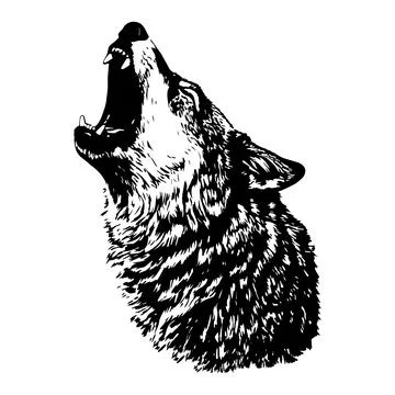 Vector iIllustration of howling wolf in engraved style. Stock Illustration