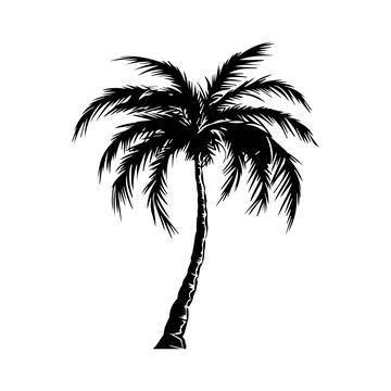 Vector iIllustration of palm tree in engraved style. Stock Illustration