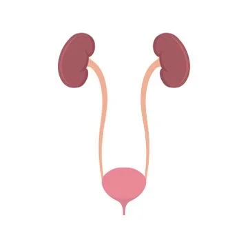 Vector illstration of bladder. Flat design. Isolated. Illustrazione stock