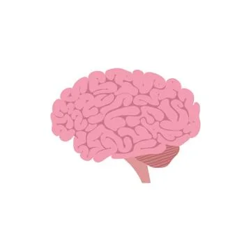 Vector illstration of brain. Flat design. Isolated. Stock Illustration