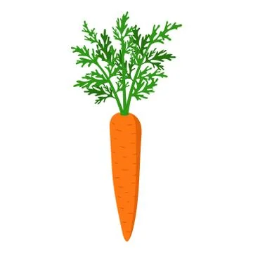 Vector illstration of carrot on white background. Isolated. Stock Illustration