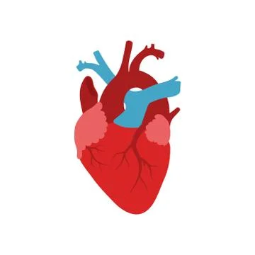 Vector illstration of human heart. Flat design. Isolated. Stock Illustration