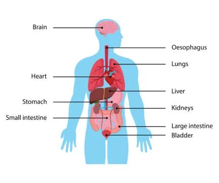Vector illstration of intarnal organs. Flat design. Isolated. Stock Illustration