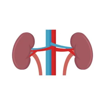 Vector illstration of kidney icon. Flat design. Isolated. Stock Illustration