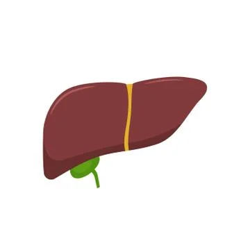 Vector illstration of liver. Flat design. Isolated. Stock Illustration