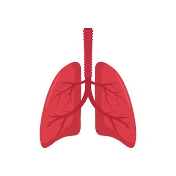 Vector illstration of lungs. Flat design. Isolated. Stock Illustration