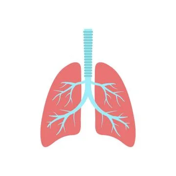 Vector illstration of lungs icon. Flat design. Isolated. Stock Illustration
