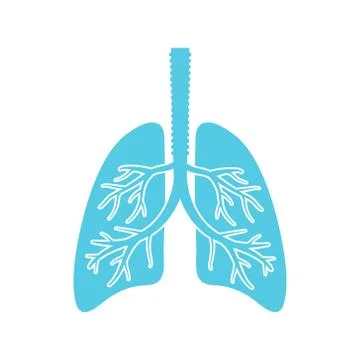 Vector illstration of lungs on white background. Isolated. Stock Illustration